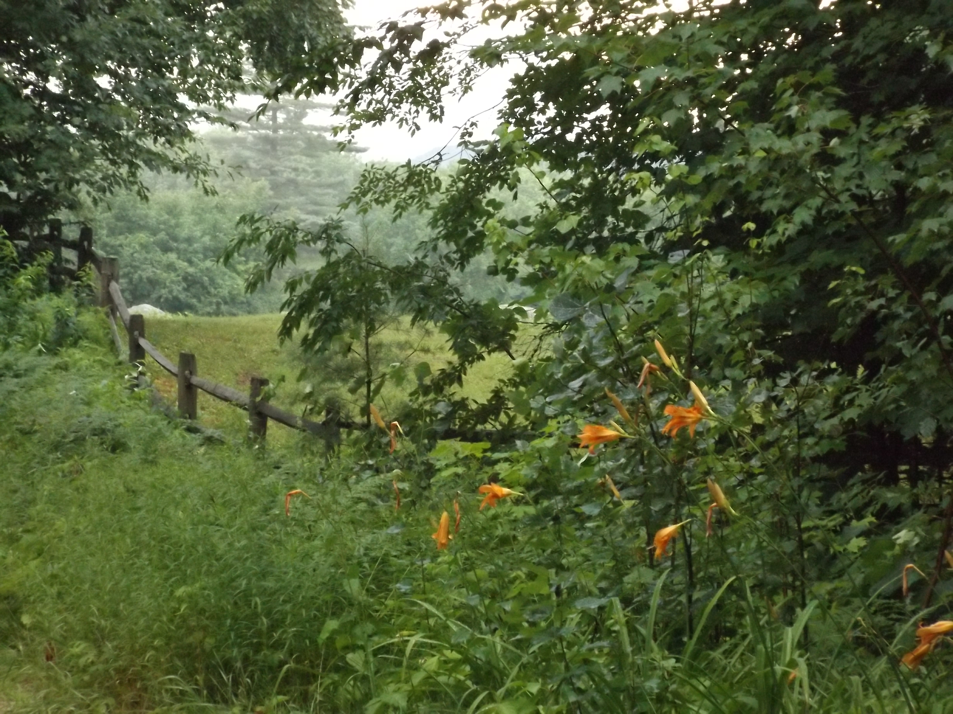 No Filter New England Botanical Photography - Tyler 'Lucky' Hanslin