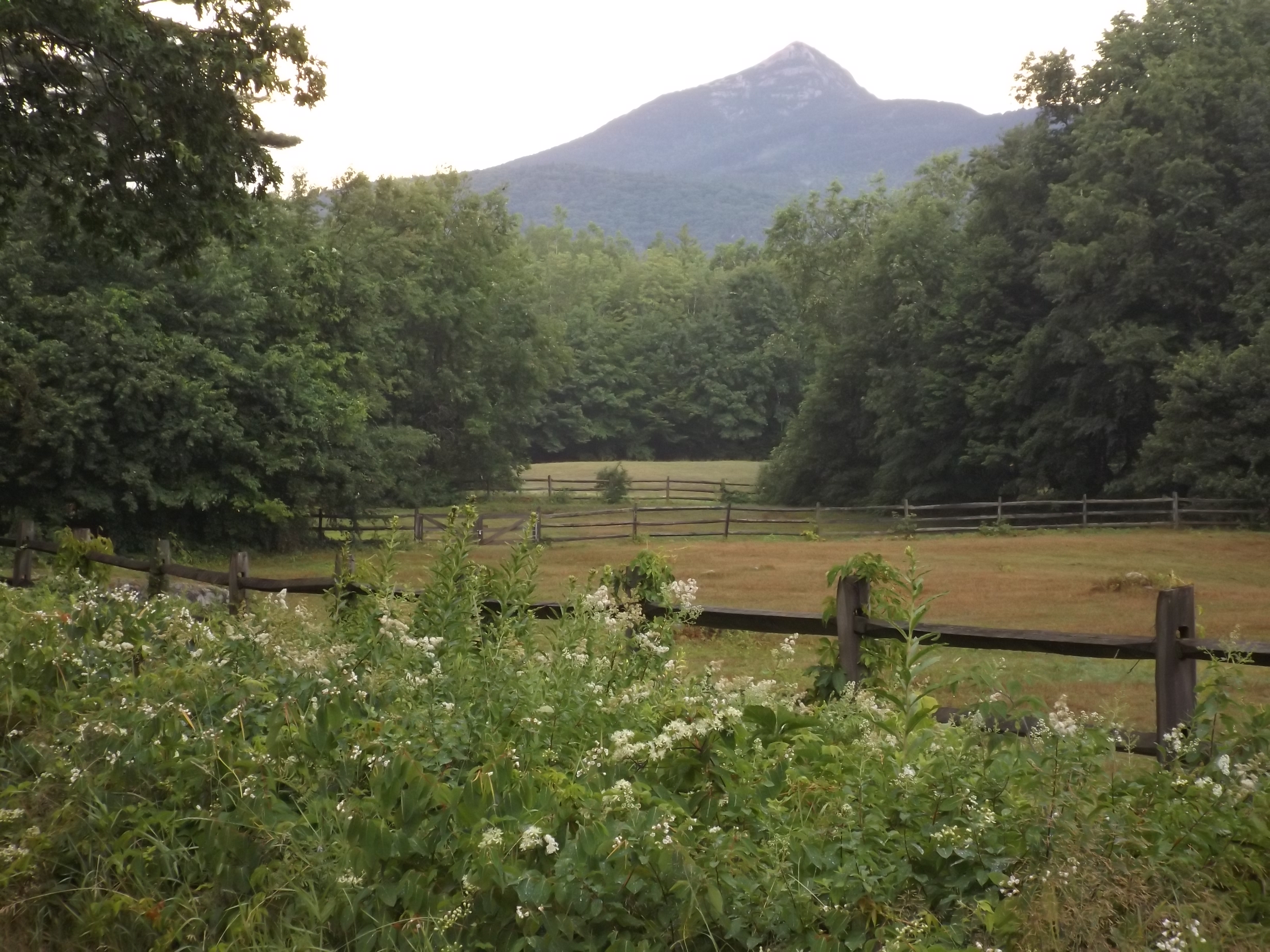 No Filter New England Botanical Photography - Tyler 'Lucky' Hanslin