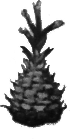 Chicago Style Architecture Displayed Organically