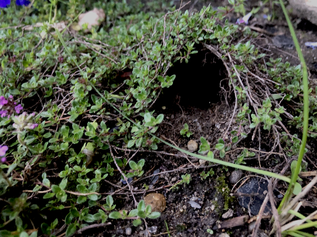 Woodlands Subterranean Passage